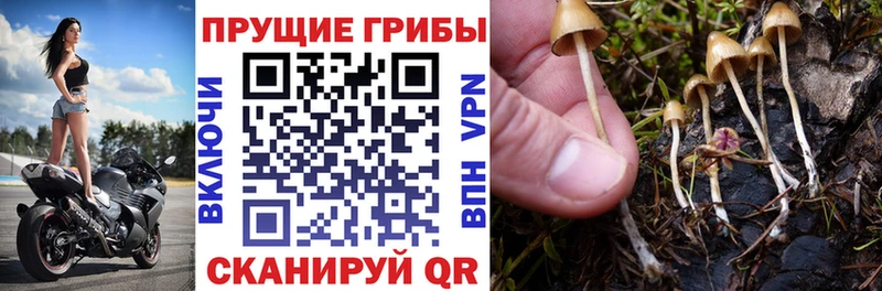 Галлюциногенные грибы мицелий  omg зеркало  Мантурово 